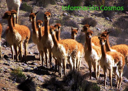 Imagen 2 vicuñas en Perú