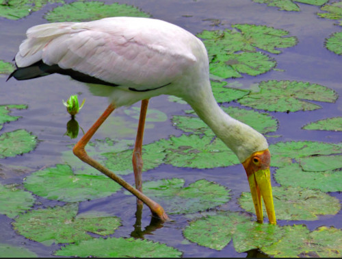 Bild Nimmersat Storch Variante in Afrika
